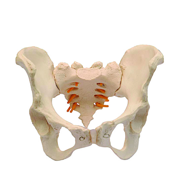 Medical Teaching Model Cervical Vertebra Model