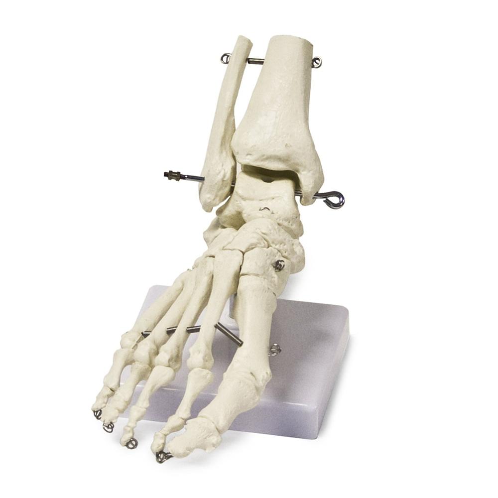 Medical Science Skull model