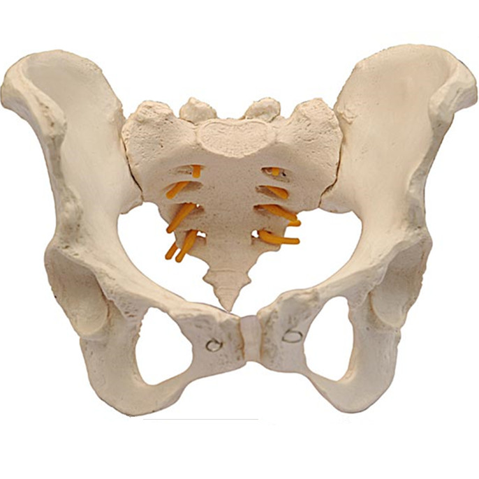 Model of Adult Female/Male Pelvis LM1037/LM1038