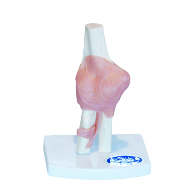 Teaching Model for Biology PVC Elbow Joint Model