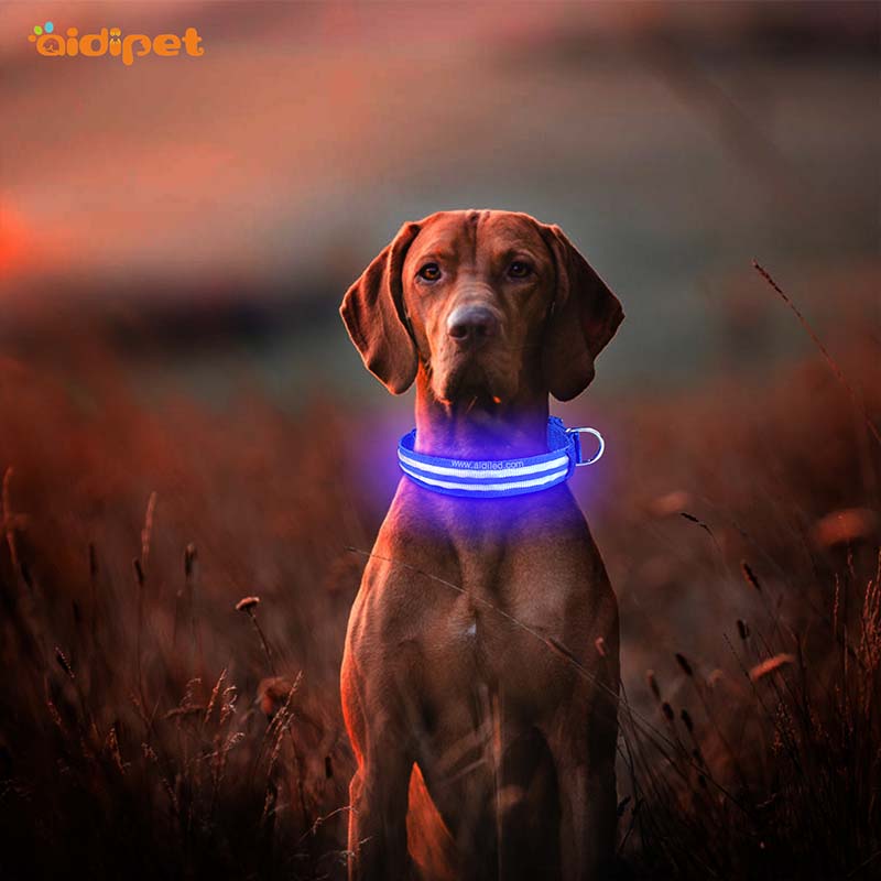 -Aidi-c17 Metal Buckles Usb Rechargeable Led Dog Collar-shenghong-2
