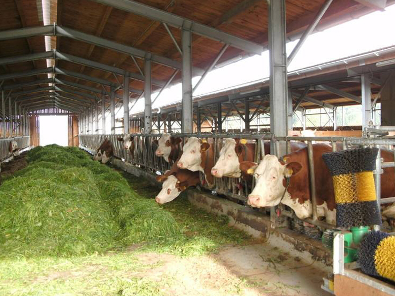 Canglong Array image100