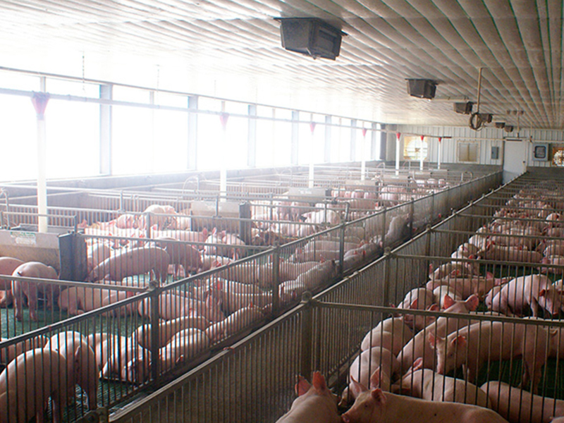 Canglong Array image115