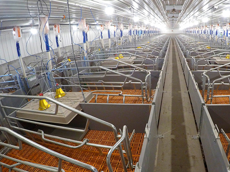 Canglong Array image13