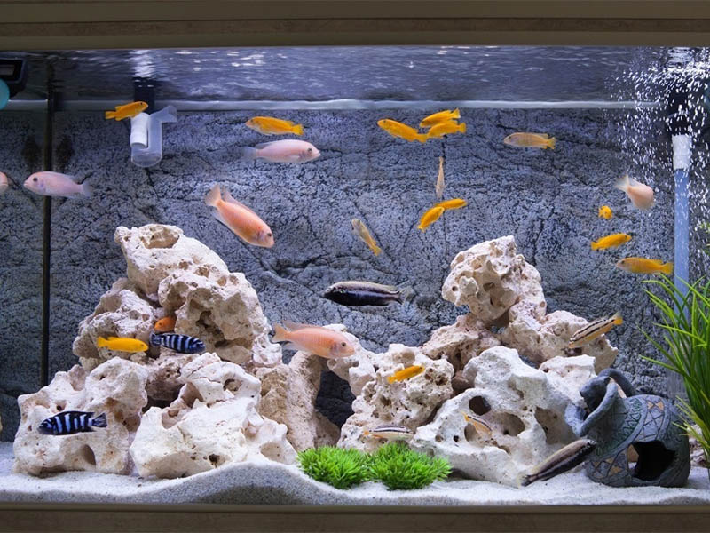 Tepro-Best Uv Lamp Aquarium | Submersible Uvc Lamp Aquarium-7