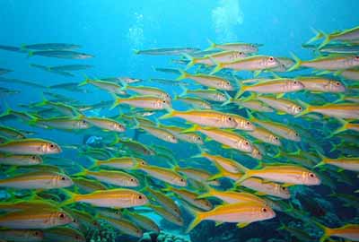 Rengty Array image82