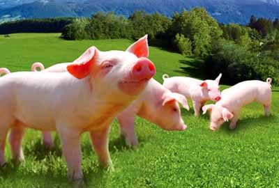 Rengty Array image104