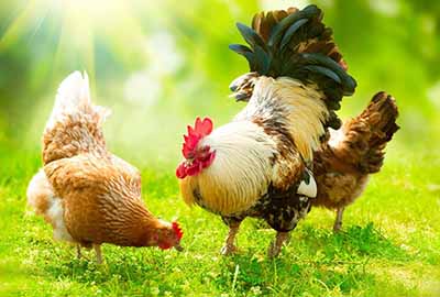 Rengty Array image43