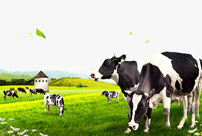 Rengty Array image118