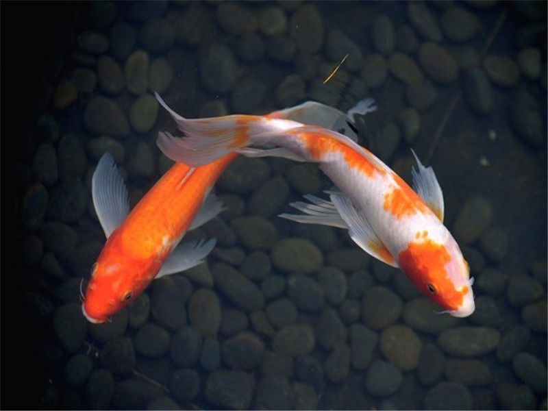 Tepro-Uvc Bulb Supplier, Uv Germicidal Bulb | Tepro-4