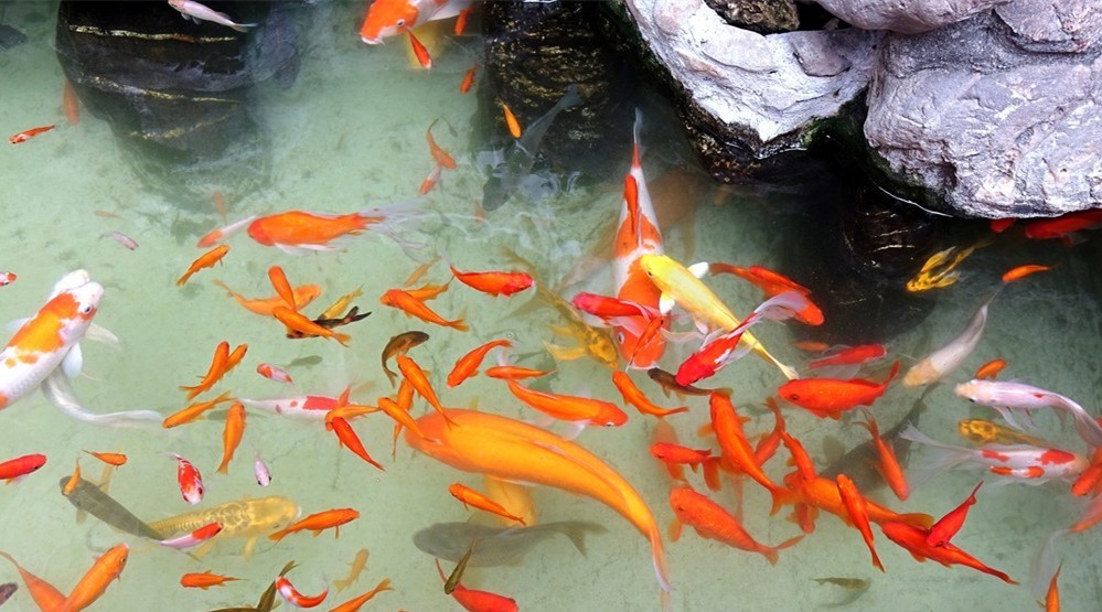 Tepro-Custom Uv Sterilizer Bulb Manufacturer, Ultraviolet Lamps And Bulbs | Tepro-10