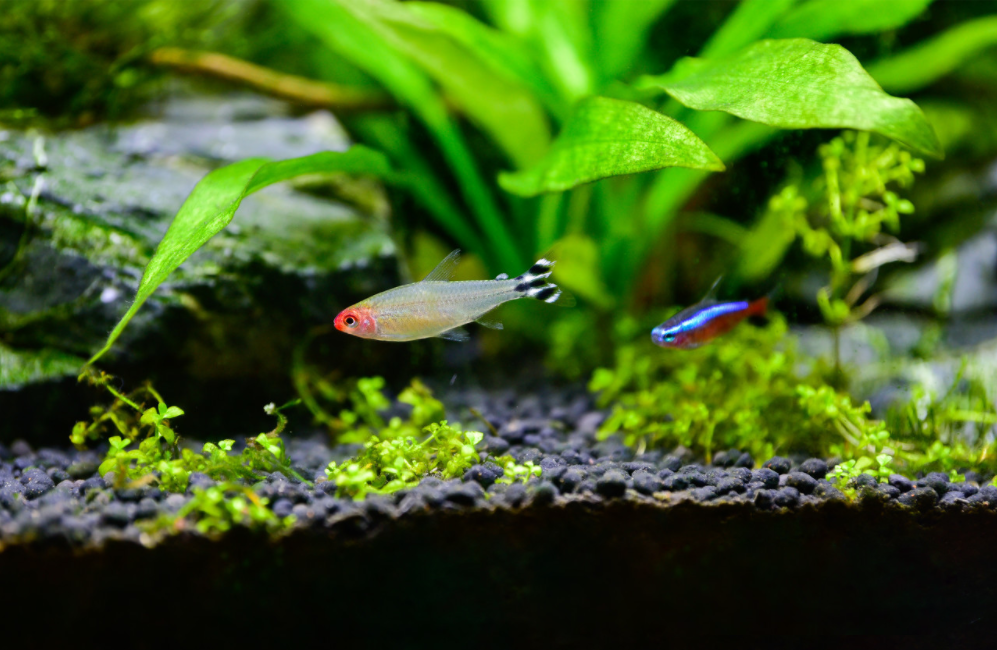 Tepro-How To Use Ultraviolet Sterilizinglamp In Aquarium-3 Tepro-How To Use Ultraviolet Sterilizinglamp In Aquarium-3