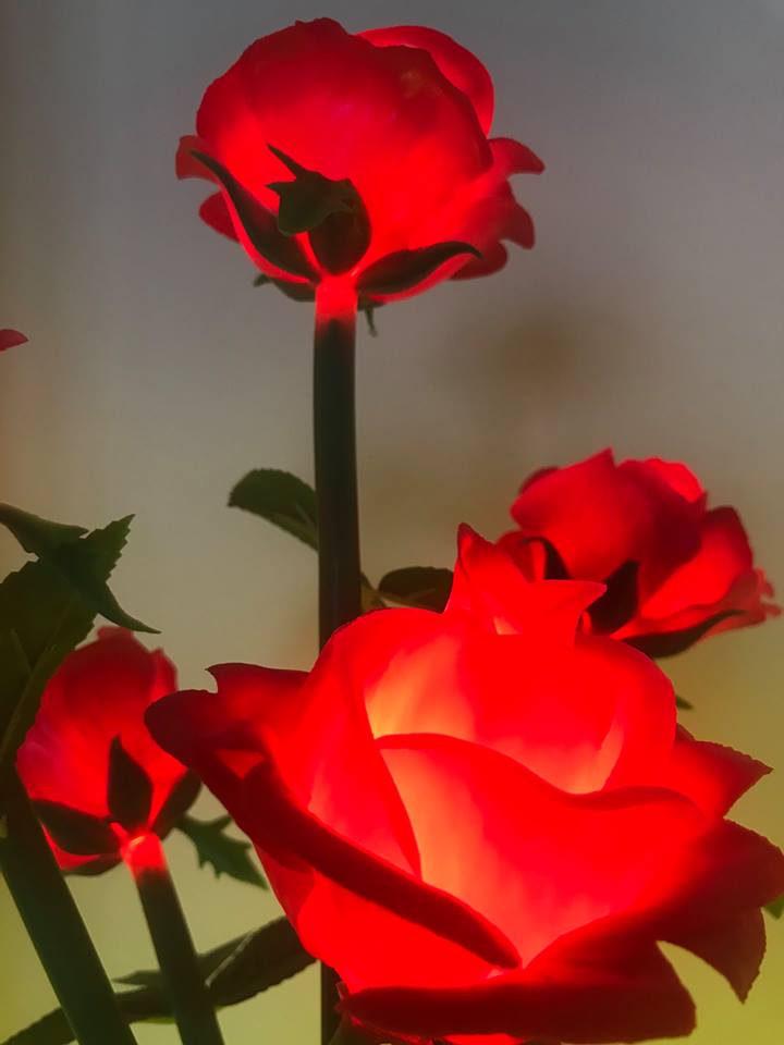 Kons-Led Rose Lamp 2w 50hz 3 Years-epistar Electronic Lighting-6