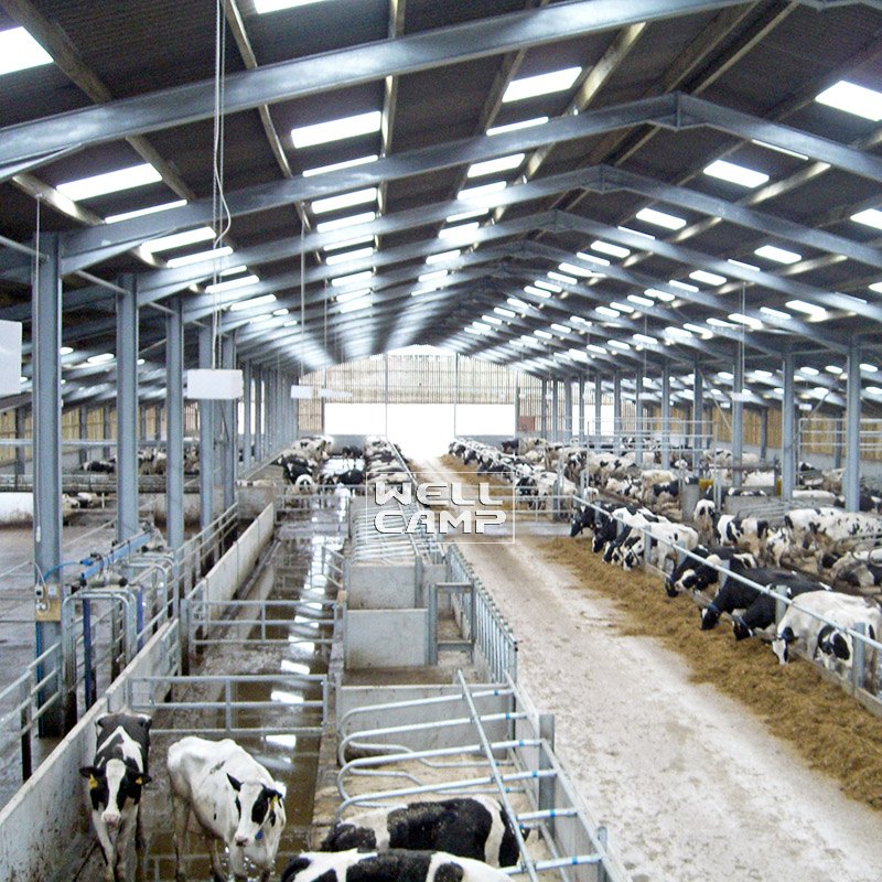 WELLCAMP, WELLCAMP prefab house, WELLCAMP container house Sandwich Panel Color Steel Structure for Cow Shed, Wellcamp S-31 Steel Structure Shed image46