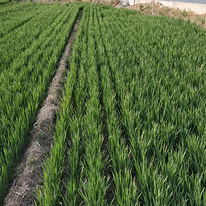 BrightMart Array image48