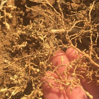 BrightMart Array image108