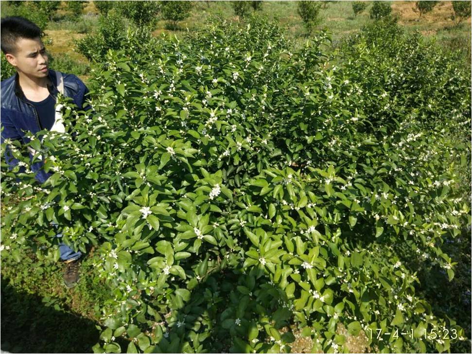 BrightMart Array image46