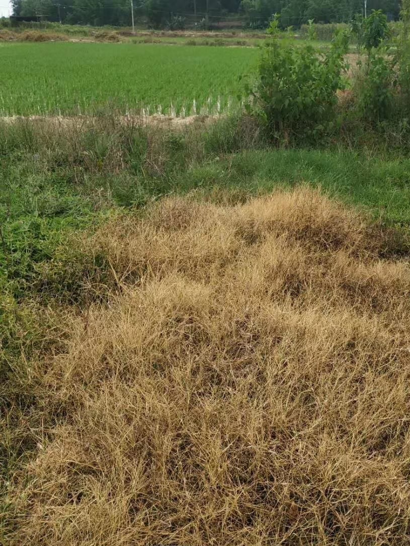 BrightMart Array image44