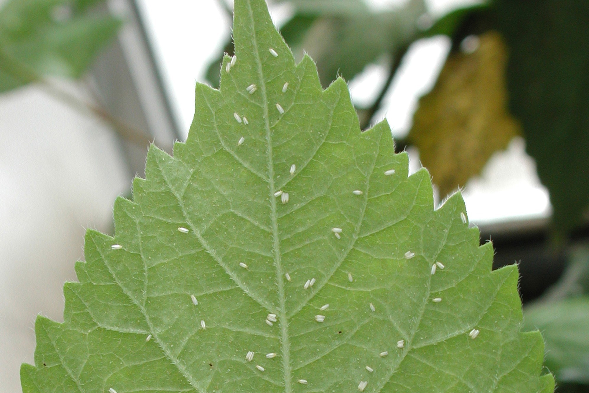 BrightMart Array image38