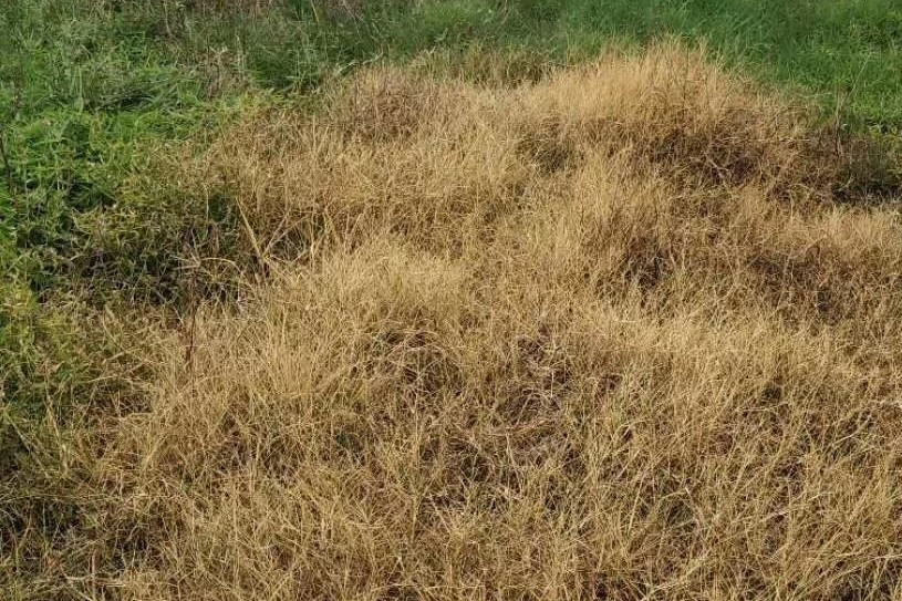 BrightMart Array image112