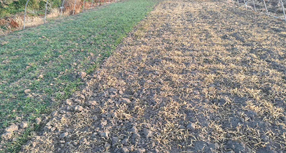 BrightMart Array image65