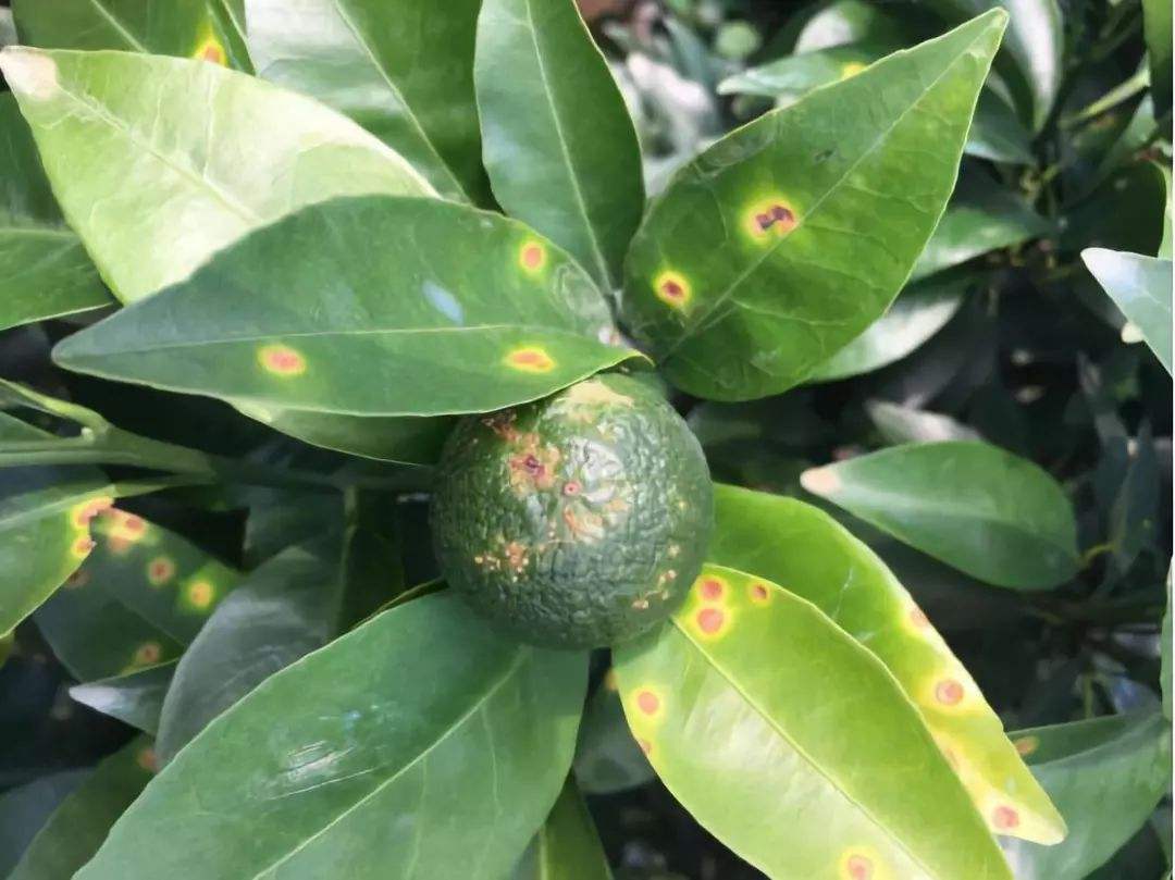 BrightMart Array image50